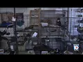 Overwhelmed South Florida pet shelter caring for hundreds of animals seeks lifeline