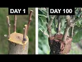 Fruit Tree Grafting Step by Step 100 Days Results