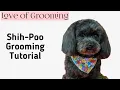 Grooming a Shih-Poo Tutorial