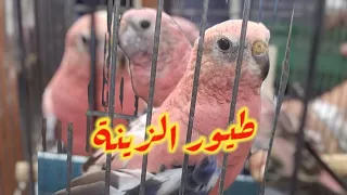 أجمل ما صورت اليوم في سوق بودواو طيور الزينة 
