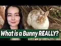 Understanding Rabbits Rodent or Lagomorph