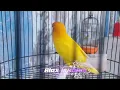 Download Lagu PANCINGAN LOVEBIRD LUTINO GESTANG MUNGKOK2, GARUK2 ... cocok buat naikin birahi... @alexisnandi7386