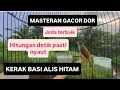 Lagu Burung Kerak Basi Alis Hitam Sinchan Masteran Gacor Dor Sincan