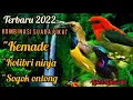 Download Lagu Suara kombinasi burung kemade, kolibri ninja, sogok ontong paling ampuh | paling dicari 100% ampuh