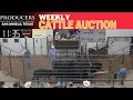 LIVE Cattle Market - Producers Livestock Auction Co San Angelo TX November 4 2025
