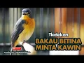 Tledekan Bakau Betina Ngleper I Cocok Untuk Menaikkan Birahi Jantan