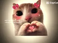 Iu cat
