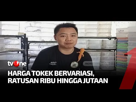 Wah! Siapa Sangka Budidaya Tokek Hias Mampu Meraup Omzet Jutaan Rupiah