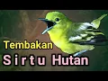Fariasi Tembakan Sirtu Hutan Tembakanya Bikin Sirtu Lain Langsung Emosi Dan Narung