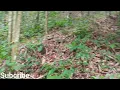 Download Lagu Petualangan di pinggiran hutan belantara