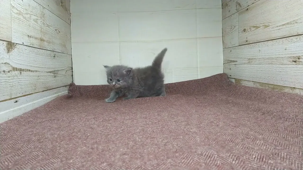 動画