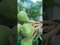 Download Lagu Buah Ara Muda, Pohon Ara (Aratin) di Kreo, Larangan, Kota Tangerang, Banten Indonesia Terbaru