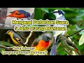 Download Lagu Perbedaan Suara Dari 5 Jenis Burung Mantenan. Auto pengen pelihara!?