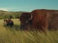 Tyler Miller - Leave The Rodeo [Visualizer]