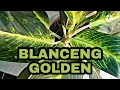 Download Lagu Aglonema Sri Rezeki Golden /Blanceng Golden ( Aglonema  Golden )