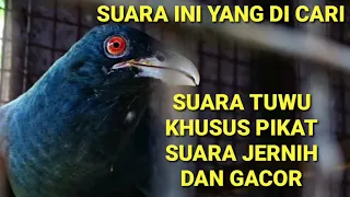 suara pikat burung tuwu jernih cocok buat pikat
