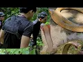 Download Lagu ANG NAG LALAKIHANG COBRA SA ANTIPOLO