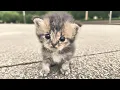 Download Lagu Desperate, Starving Tiny Kitten Followed Me—he Chose Me as His Last Hope