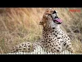 Download Lagu cheetah sound|animal sounds|#animalsounds|cheetah ringtone|animal sounds ringtones|ringtone|Red Foxx