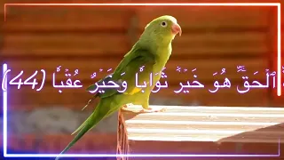 سورة الكهف بصوت الشيخ احمد أبو طالب حفظه الله 