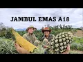 Download Lagu XN4044 Penanaman Nanas Jambul Emas A18: \