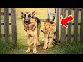 Download Lagu Man shocked as dog leads crying lion home, what happens next is baffling
