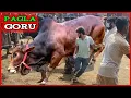 Download Lagu Pagla Gorur Paglami | Cow jumping | Cow unloading to truck | cow videos | Animals Studio