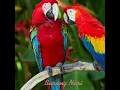 Download Lagu Burung Nuri ❤️ Nur ain