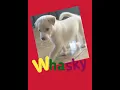 Download Lagu Whasky