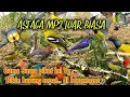 Download Lagu Suara pikat burcil ribut semua jenis burung kecil tercepat ampuhh ❗ anti zonk