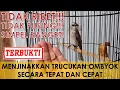 Download Lagu Cara menjinakkan burung trucukan ombyokan yang giras secara tepat dan cepat