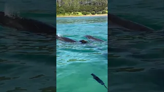 ✨ Seeing dolphins on the water never gets old! #sailingaroundtheworld