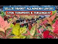 Download Lagu Stok aglaonema terupdate \u0026 terlengkap, harga favorit !!!