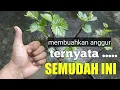 Download Lagu inilah ilmu penting, begitu mudahnya membuahkan anggur