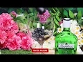 Download Lagu The Booze Bar | How to make a Blueberry Gin \u0026 Tonic 🫐
