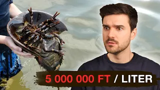 Miért kerül ennek az állatnak a vére MILLIÓKBA? - Márkopédia #37