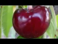 Tamara cherry variety