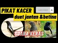 Download Lagu PIKAT KACER DUET JANTAN \u0026 BETINA||SUARA KERAS||AMPUH||TERBARU||2022