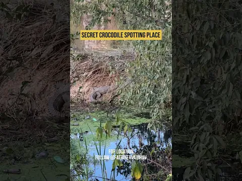 Secret Crocodile Spotting place in India
