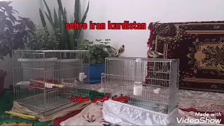 جفت کردن سهره با سهره دندنها