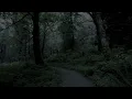 Download Lagu Berjalan melalui hutan, Dengan Burung Gagak, Burung Hantu, suara makhluk malam