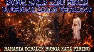 KEMBANG KACA PIRING‼️BUNGA JELMAAN PANGERAN YANG TERSELAMATKAN