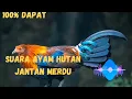 Download Lagu Suara ayam hutan jantan!!