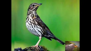 صوت سمن جديد 2026 Syrianhunter3008 