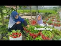 Lagu Memetik Strawberry di Kebun | Bikin Setup Strawberry Roti Tawar | Kampung Halaman