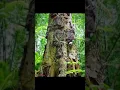 Download Lagu TRADISI PEMAKAMAN BAYI DI POHON, TORAJA#short