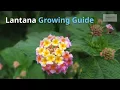 Lantana Growing Guide Shrub Verbana - All You Need to Know to Get Started