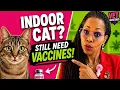 Cat Vaccine Schedule What Every Cat Owner Needs to Know