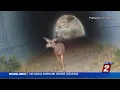 Cameras Spot Wildlife Along U S 395 in North Valleys
