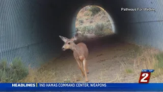 Cameras Spot Wildlife Along U S 395 in North Valleys